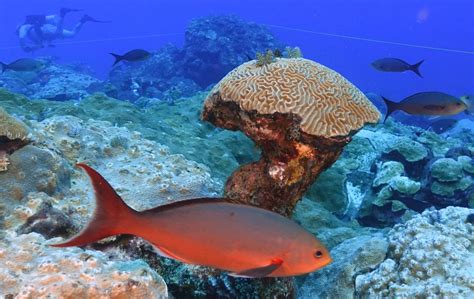 Climate change hurting coral, but these reefs off Texas thrive.